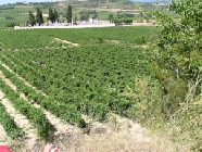 P&eacute;lerinage des p&egrave;res 2003 - D&eacute;part dans les vignes